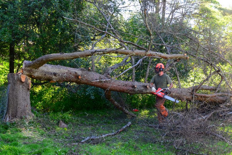Tree Limbs Removal