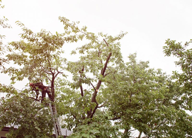 Tree Trimming detail