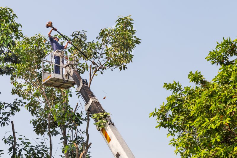 Tree Trimming Service