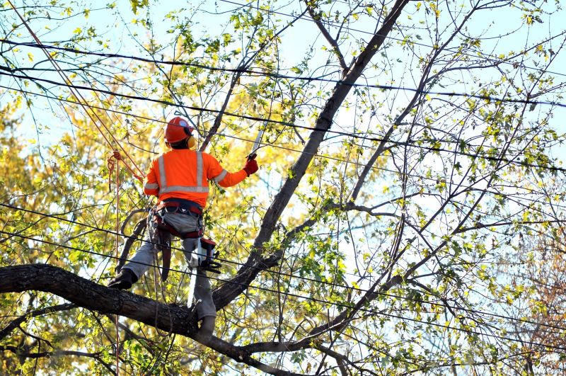 Tree Trimming