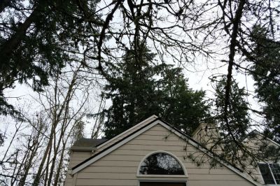 Remove Dead, Diseased, or Overgrown Branches!